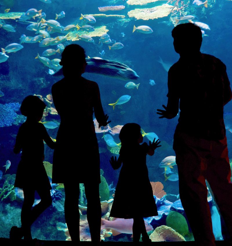 aquarium familles poissons