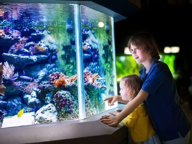 Aquarium visite enfant