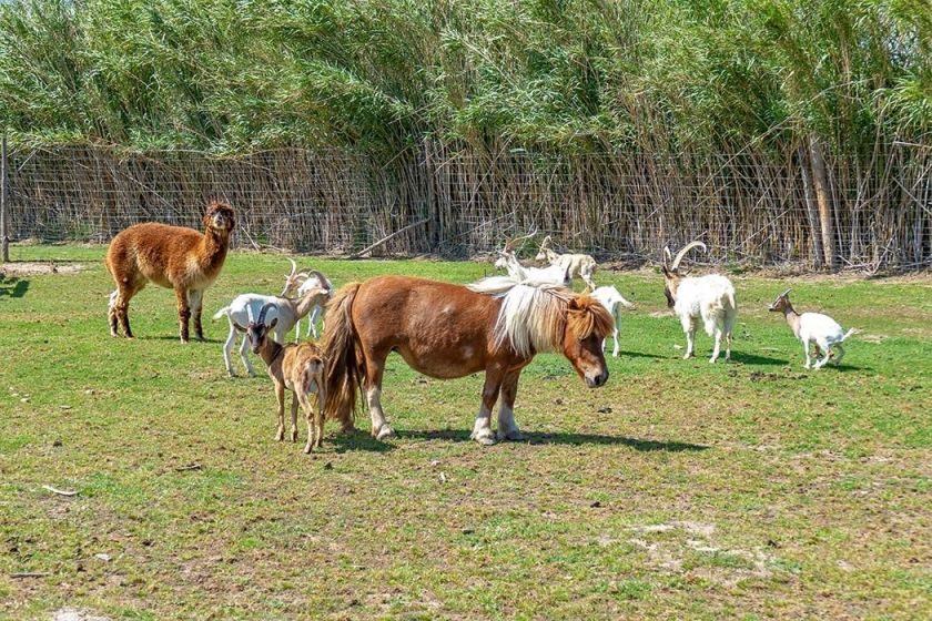 La ferme du camping Les Fontaines