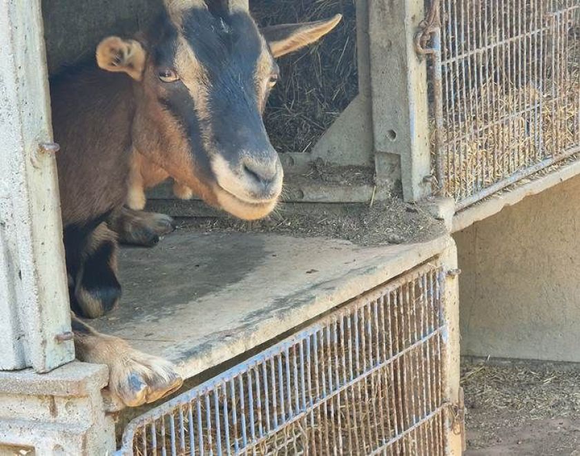 Le Hameau des Genêts