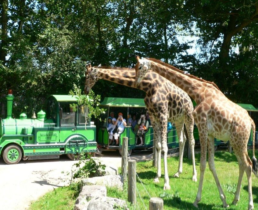 parc zoologique cerza giraffes
