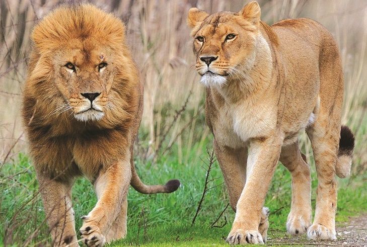 réserve africaine de Sigean lion en semi-liberté