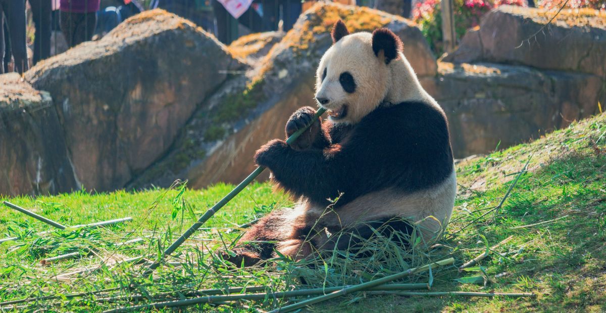 beauval panda