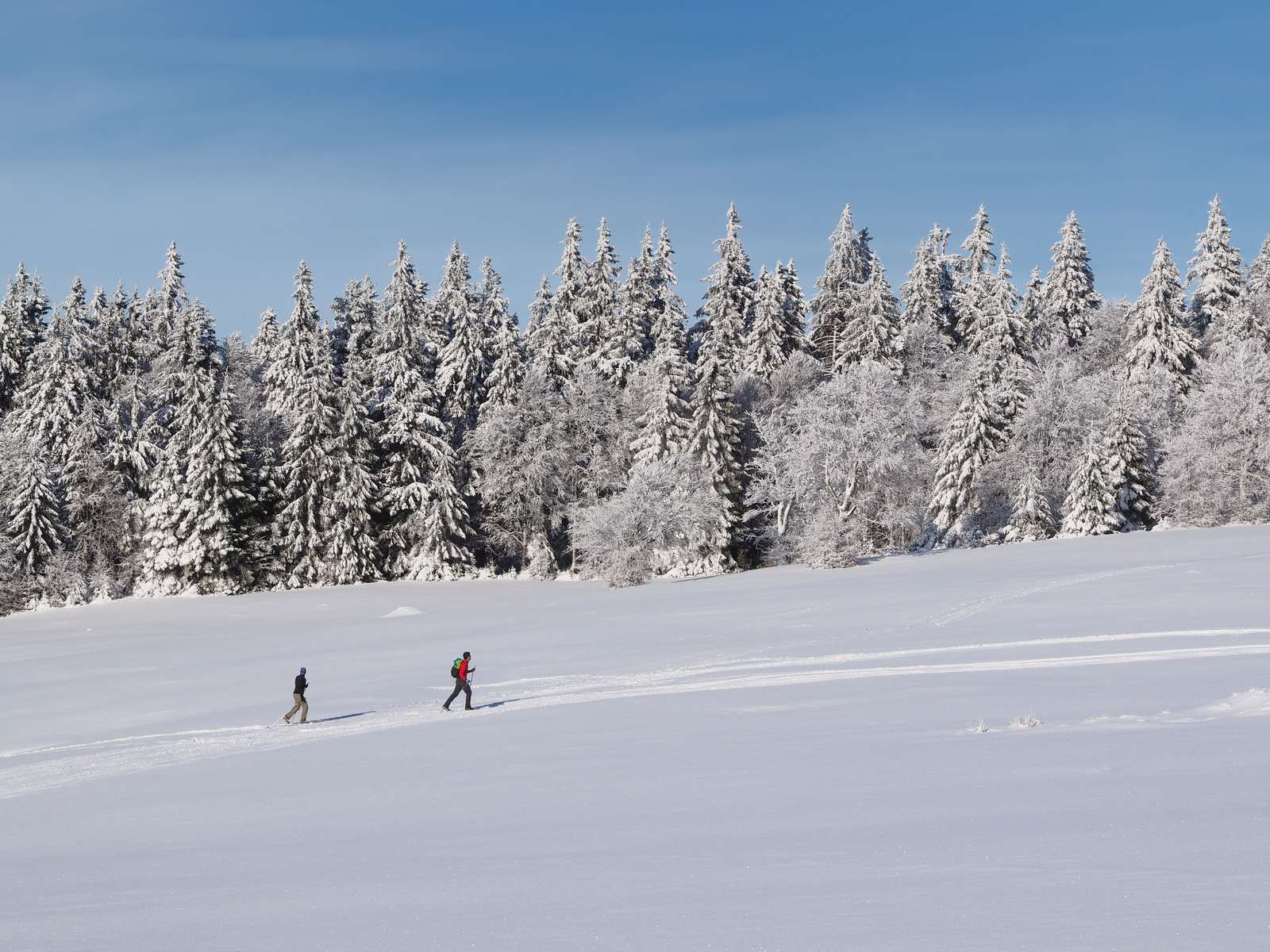 ski nature sapins