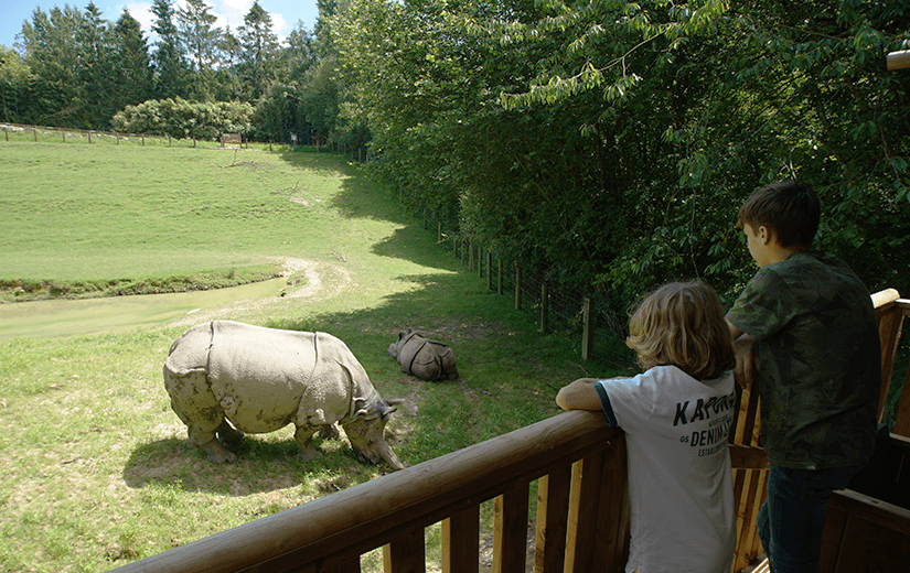 vue sur les rhinocéros depuis la tente