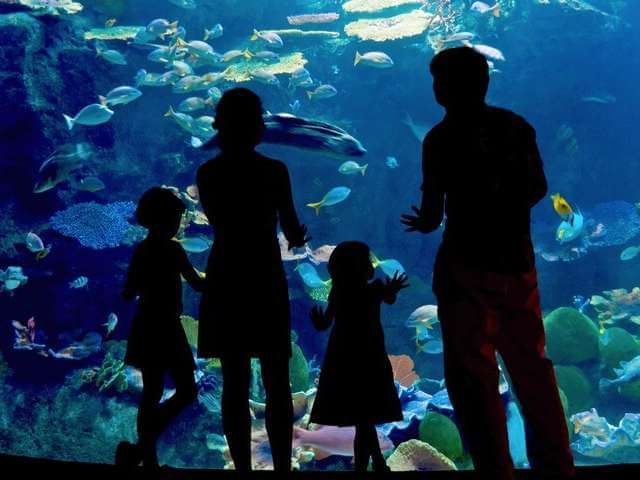 aquarium famille
