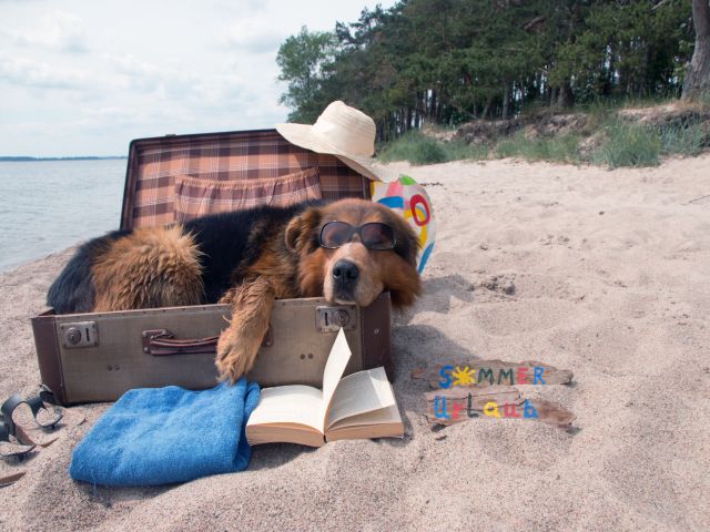 chien valise plage